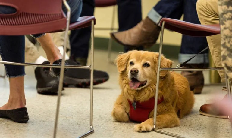 Entender tus derechos de vivienda con una carta AEE