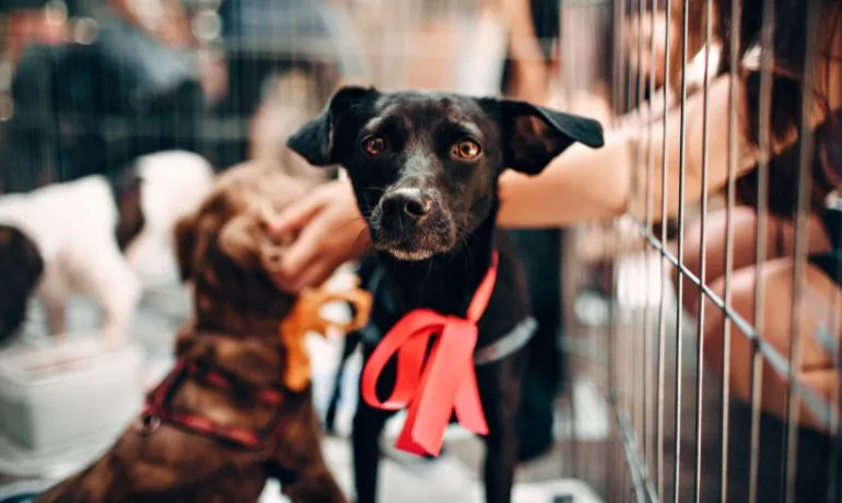 Como obter uma carta de animal de apoio emocional no mesmo dia para moradia: guia completo